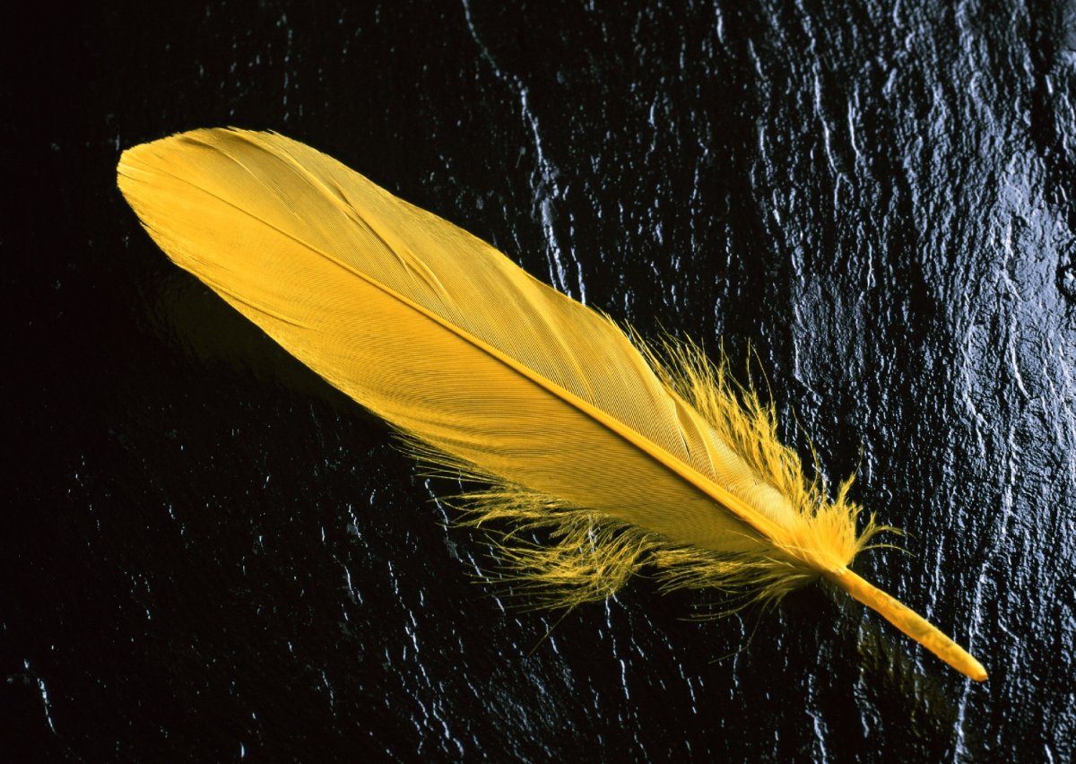 Перья птиц