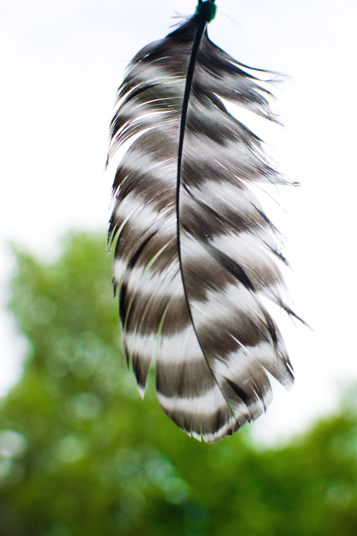 Птичье перо