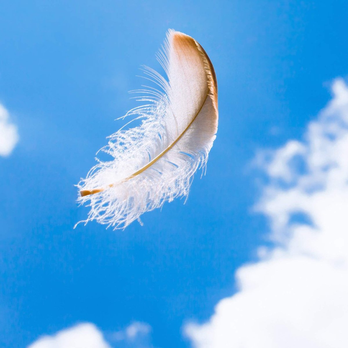 Перо в воздухе