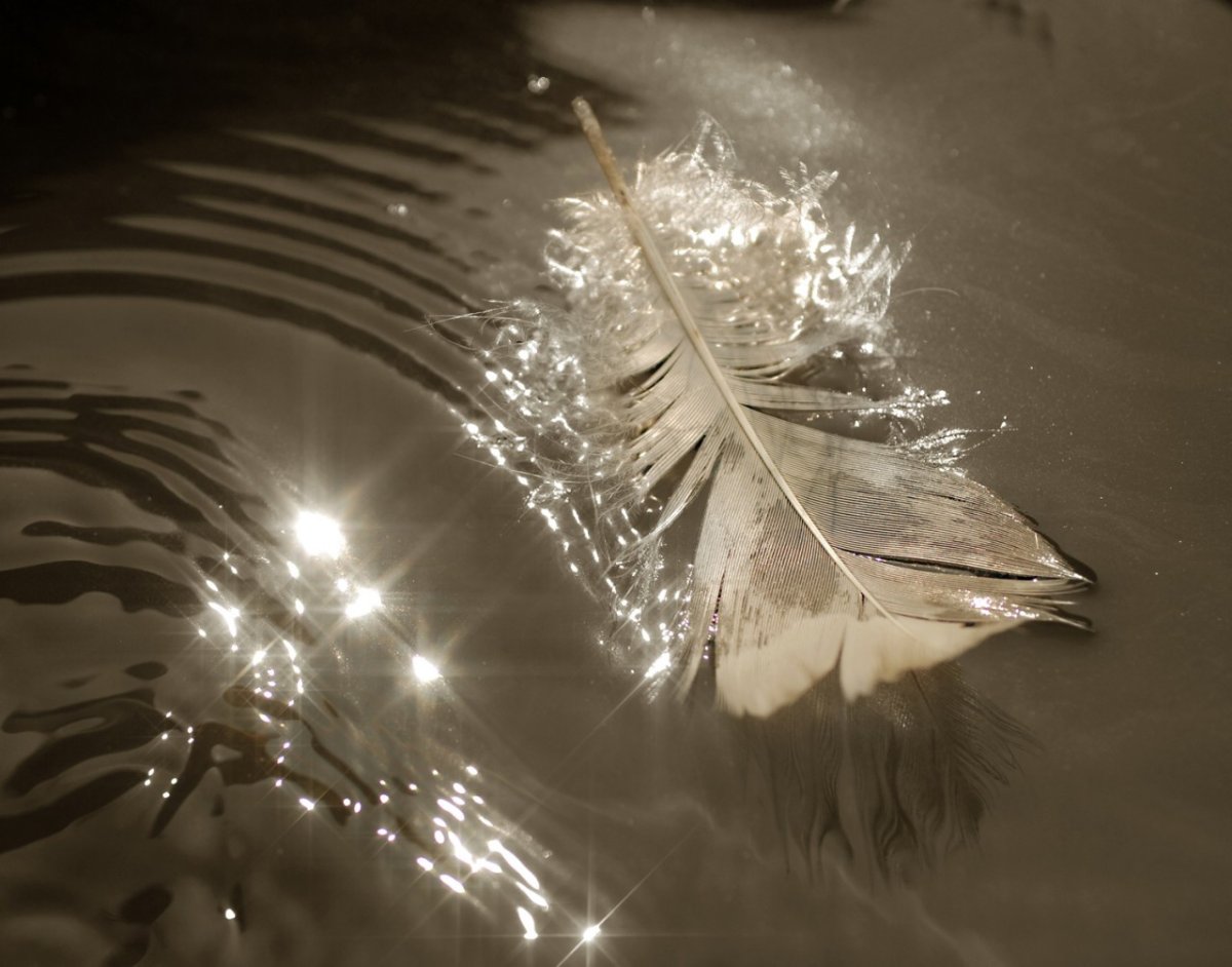 Перо на воде