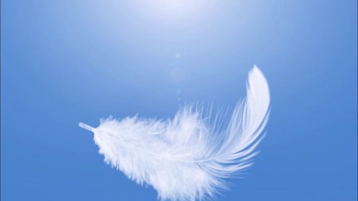 Перья летят