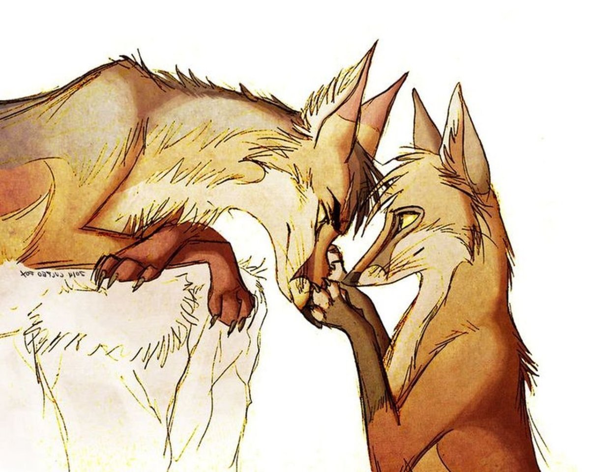 Culpeo Fox лисы любовь