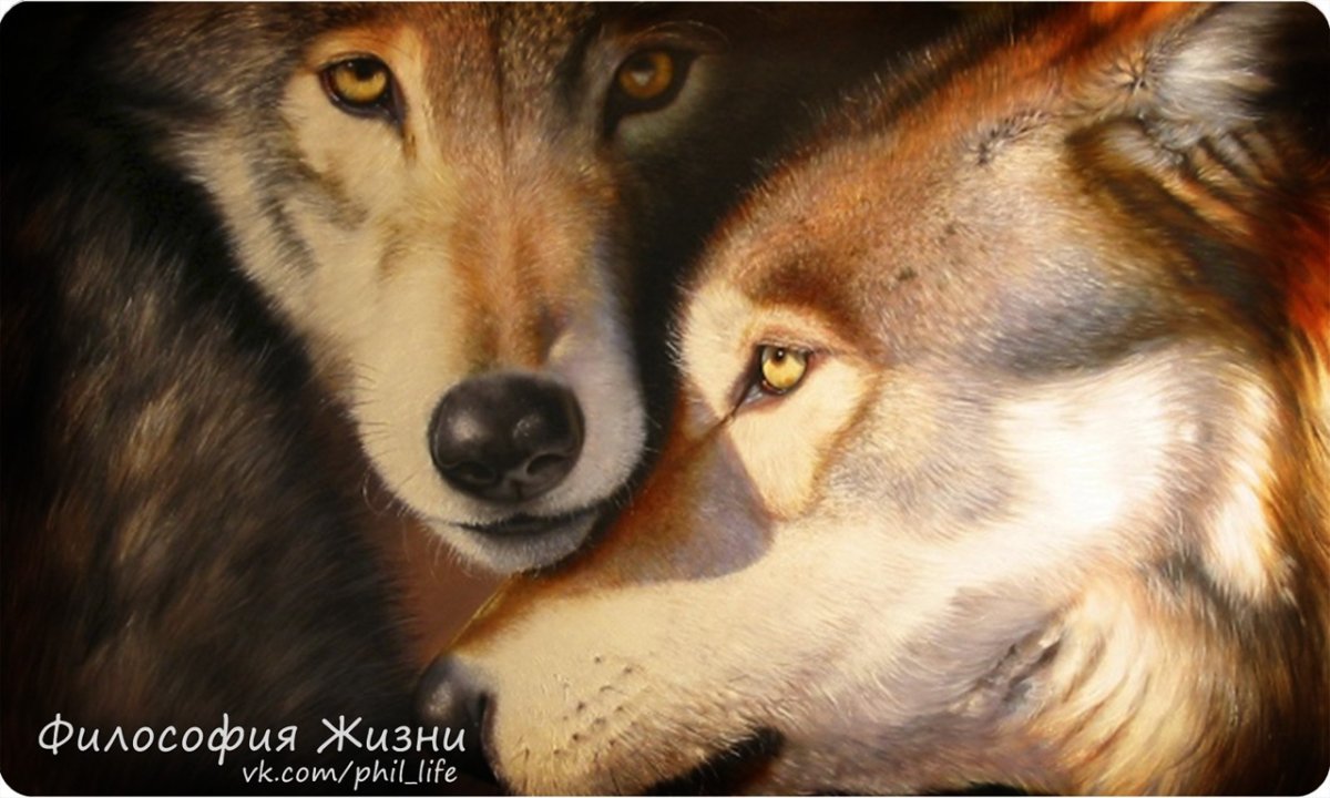 Глаза лисы и волка