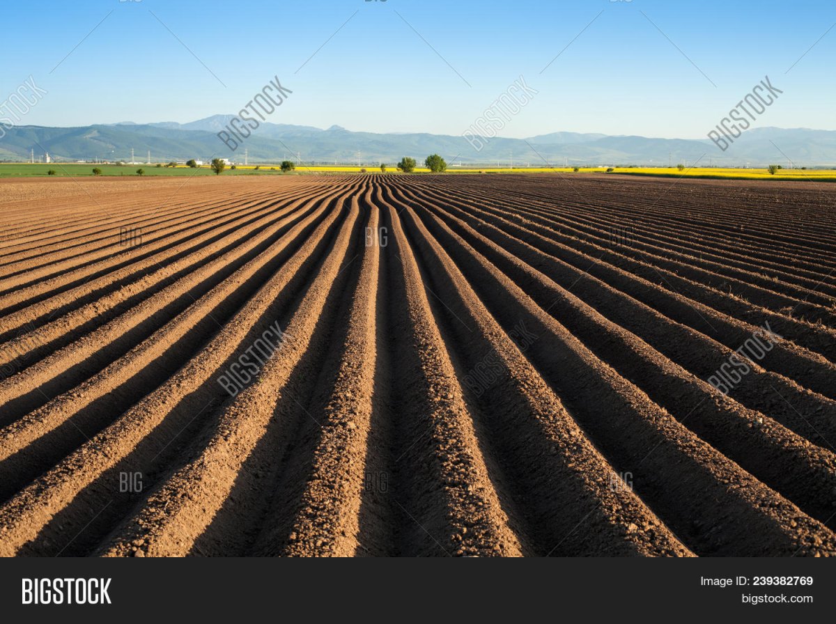 Поле с картофельными бороздами