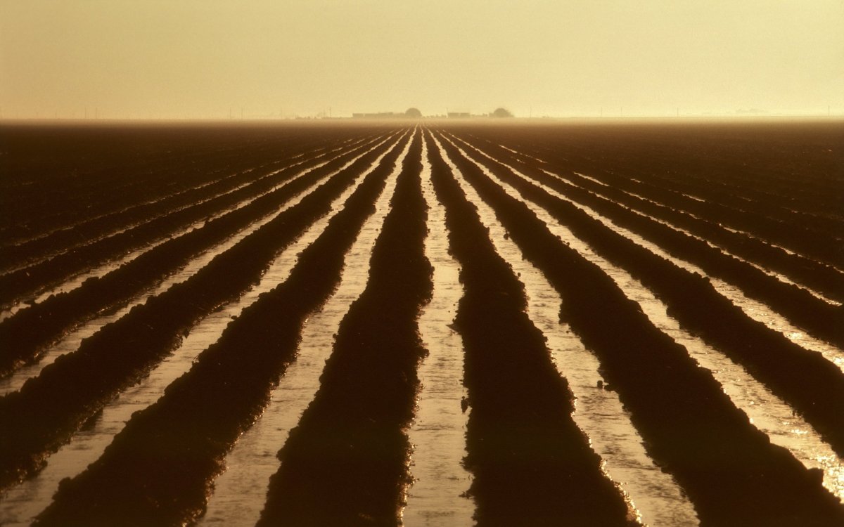 Черная борозда