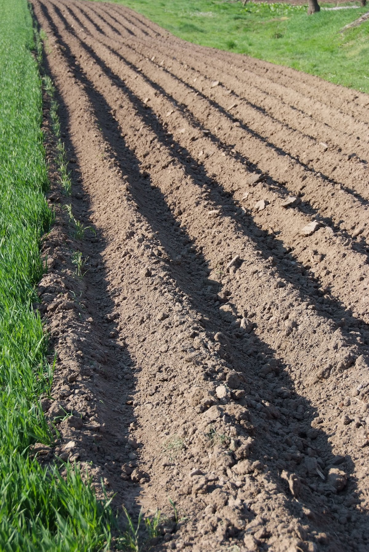 Борозда на поле