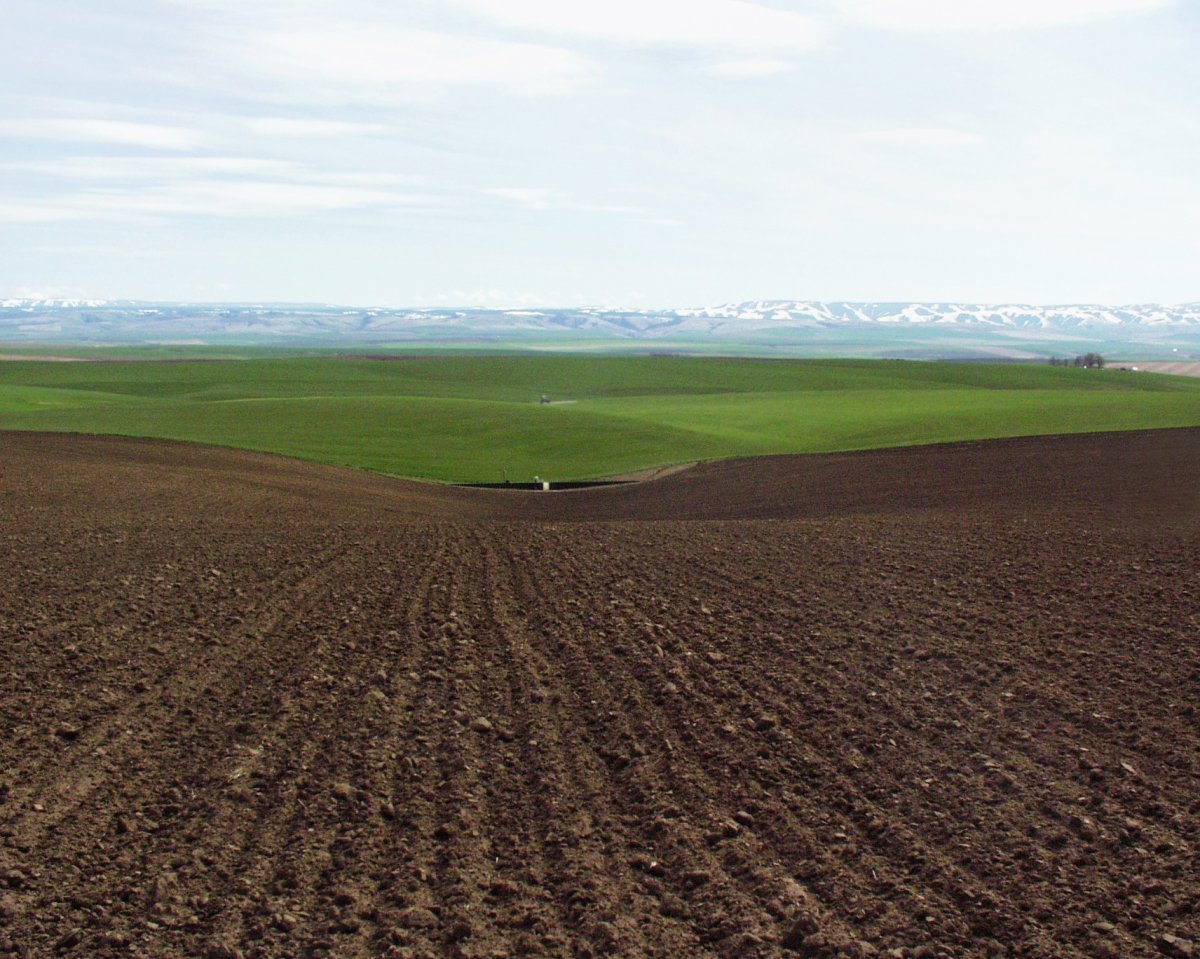 Вспаханная земля", 1874