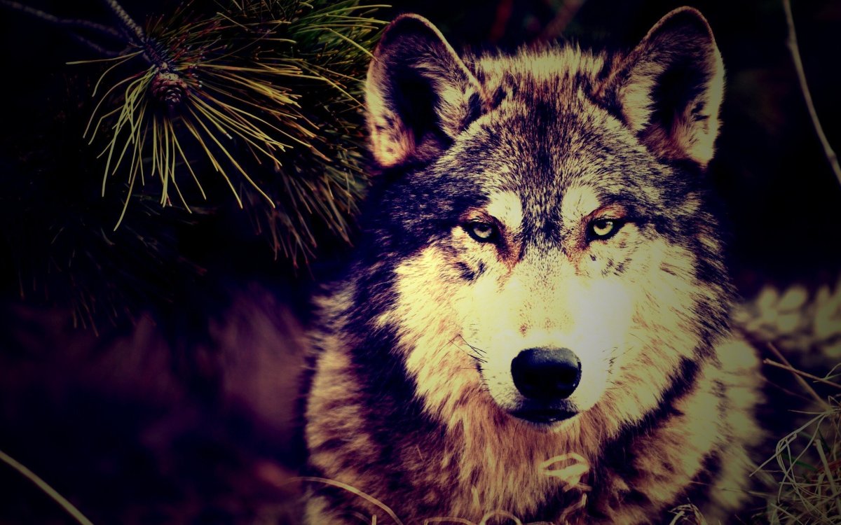 Обои на телефон волк