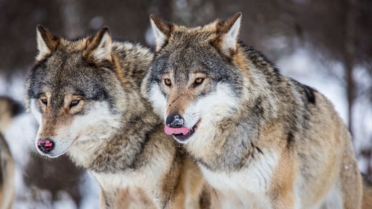 Обои на рабочий стол волк