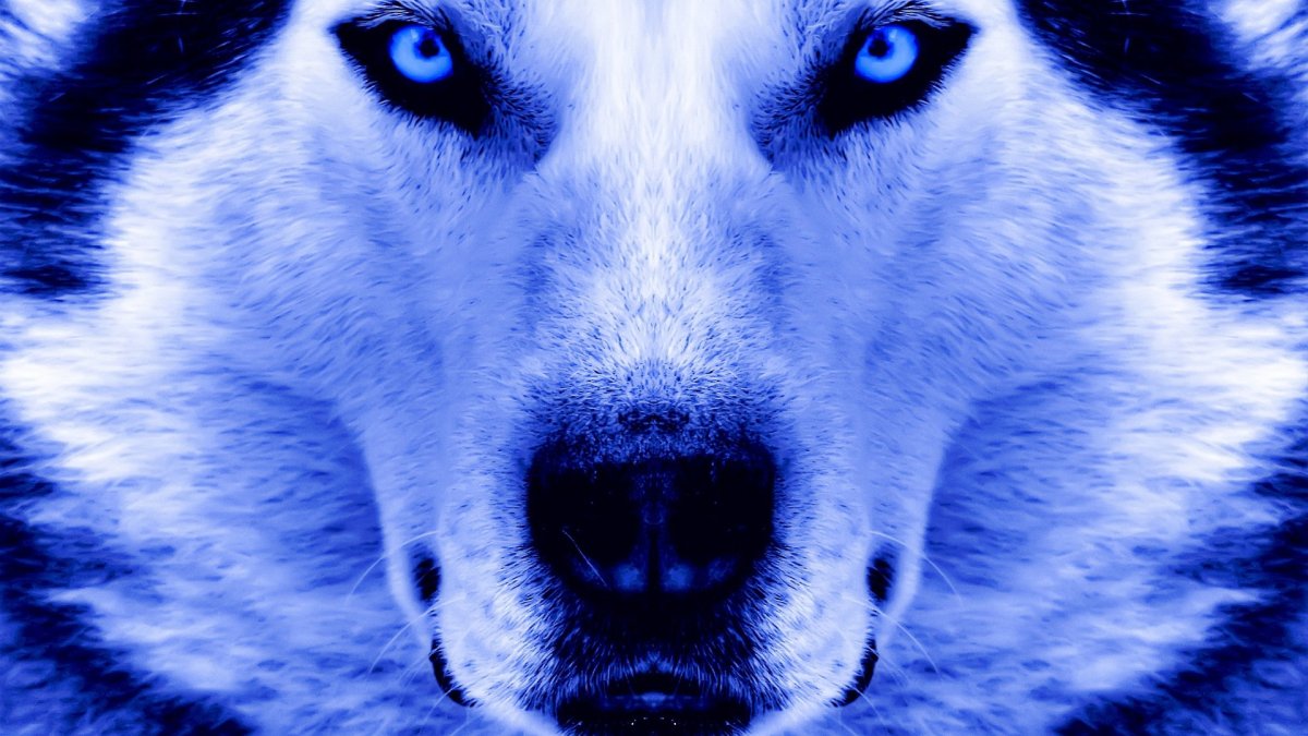 Мелвильский волк