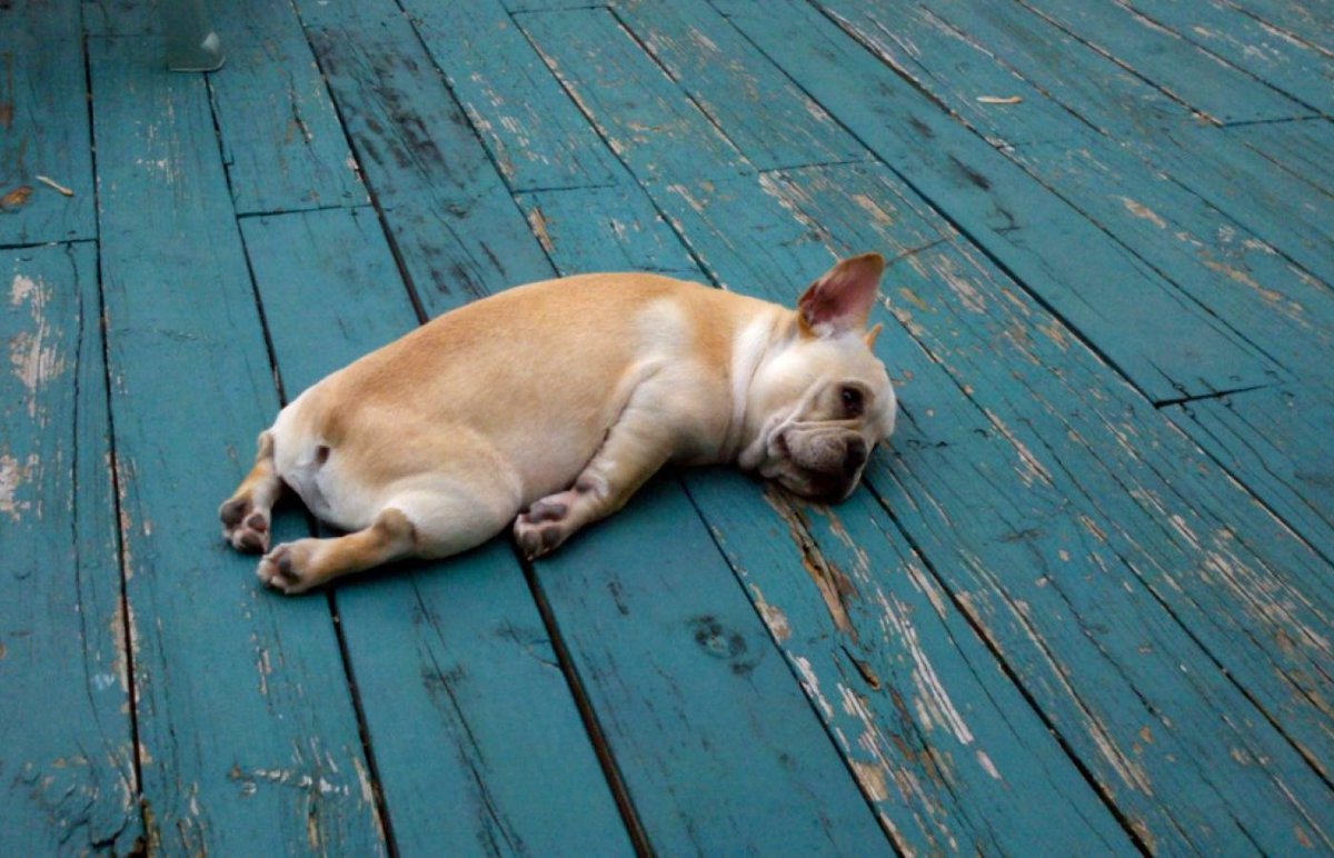 Смешные фразы про туризм