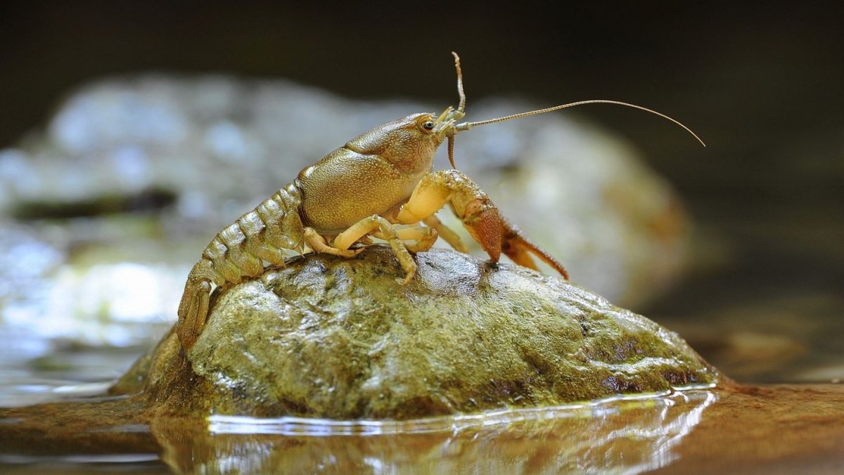 Подводный мир реки