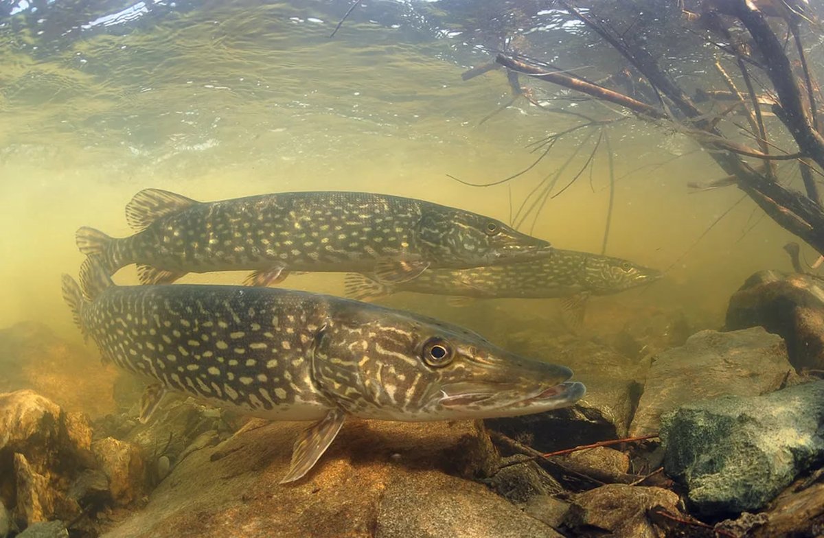 Пресноводные обитатели