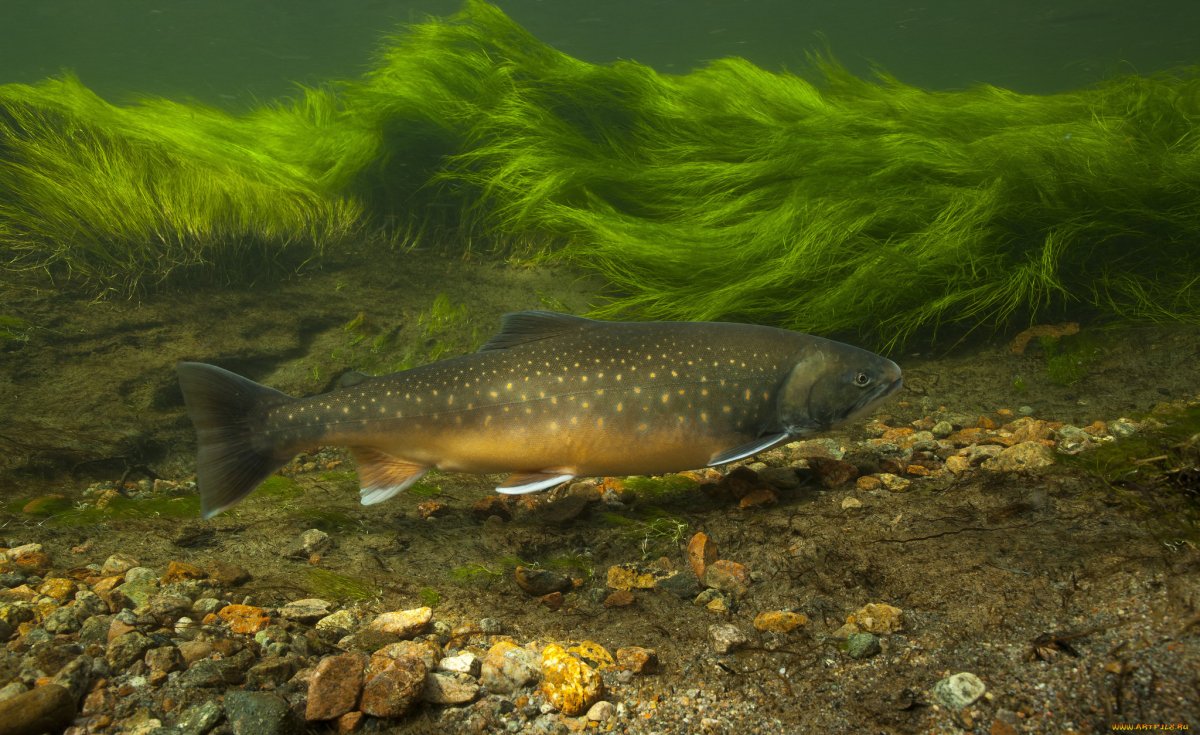 Речной окунь фото распечатать