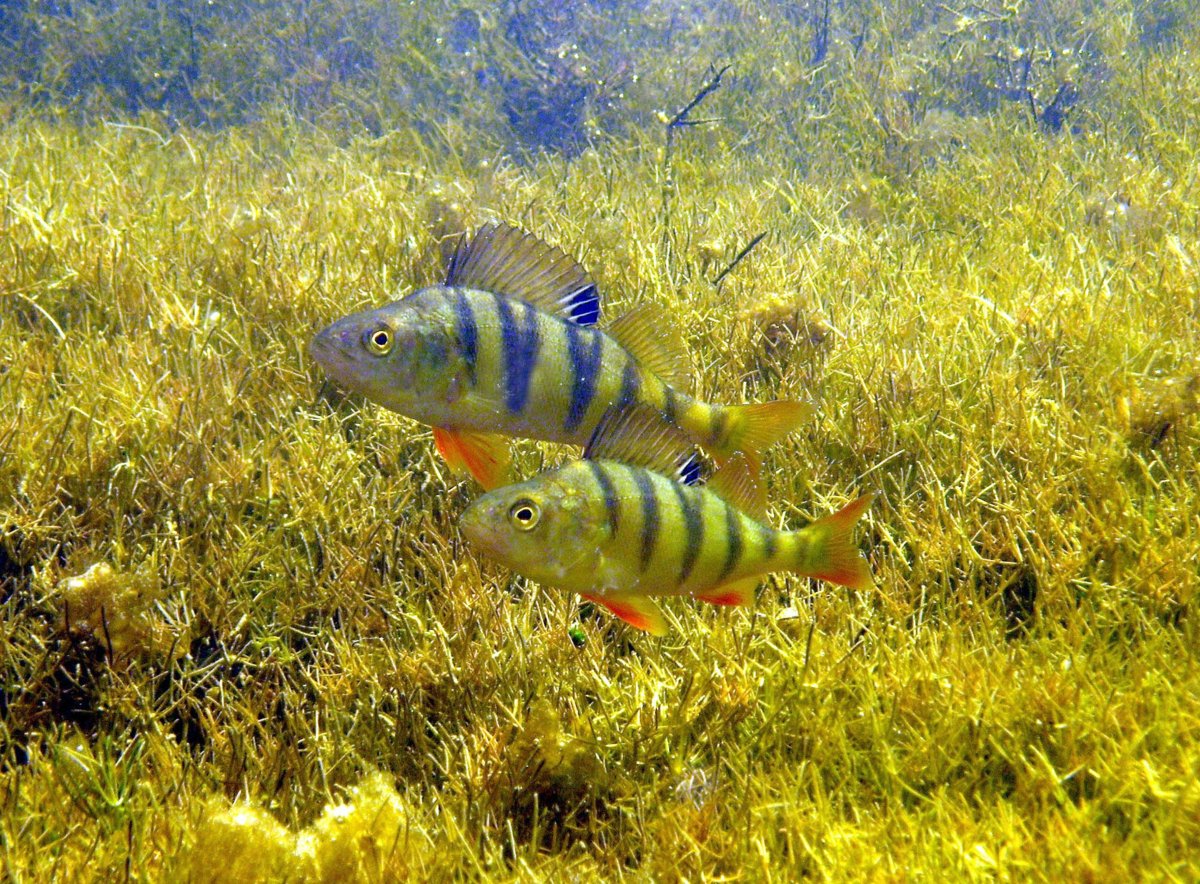 Озерная форель Канада