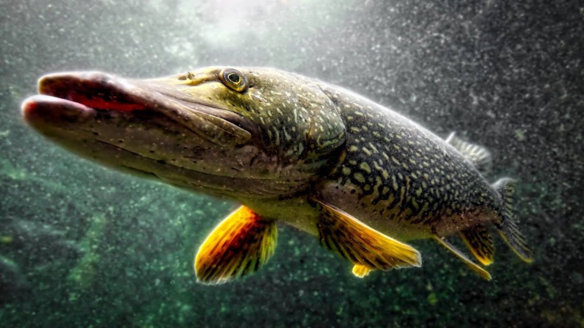 Обыкновенная щука (Esox Lucius)