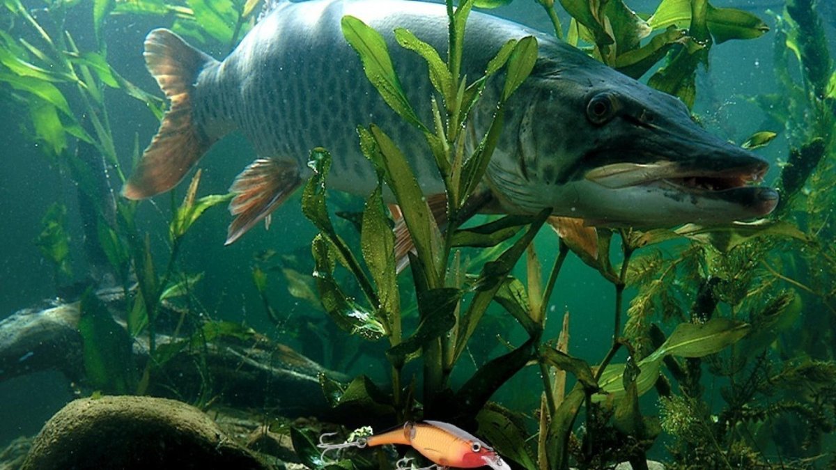 Окунь живопись