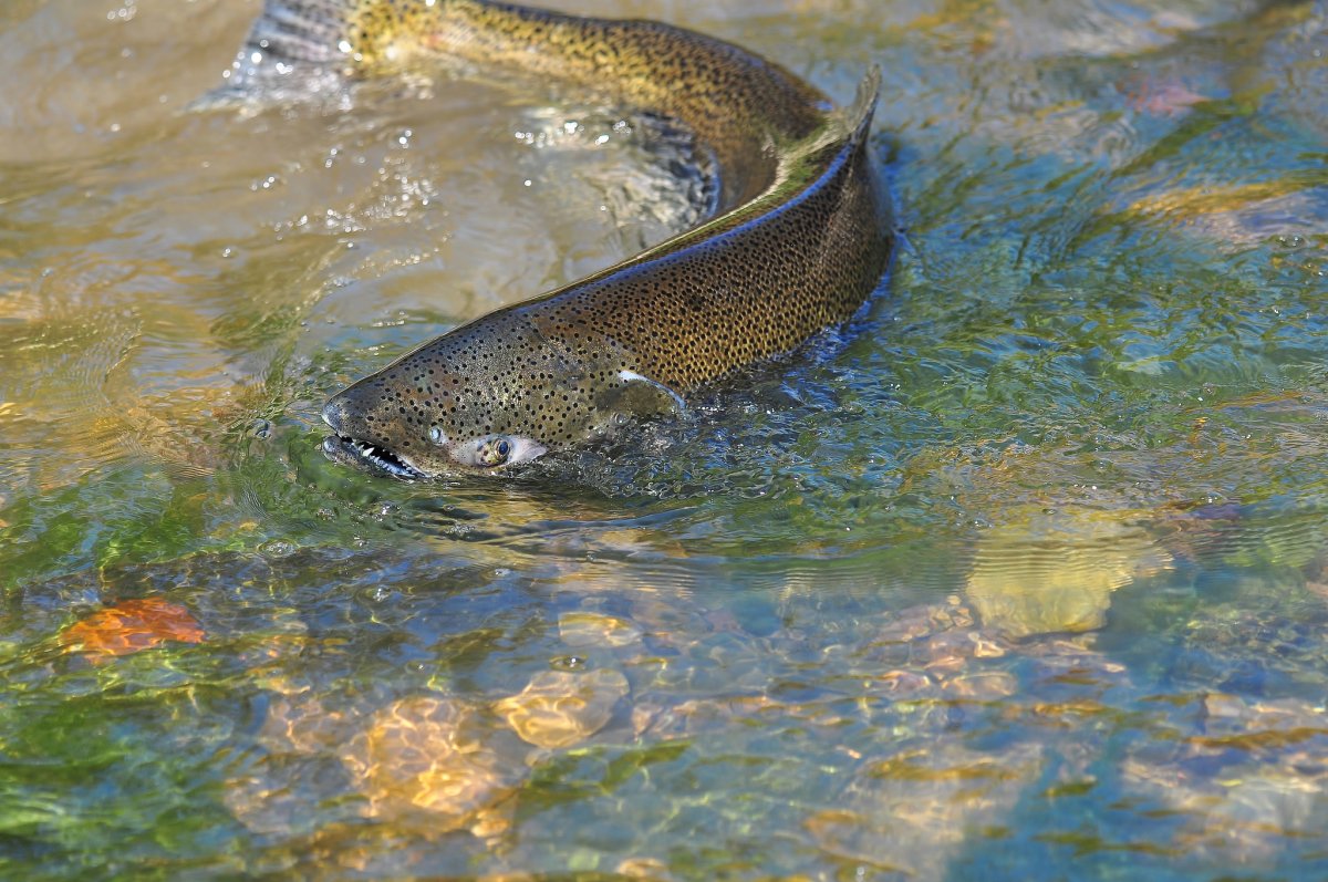 Рыба в реке