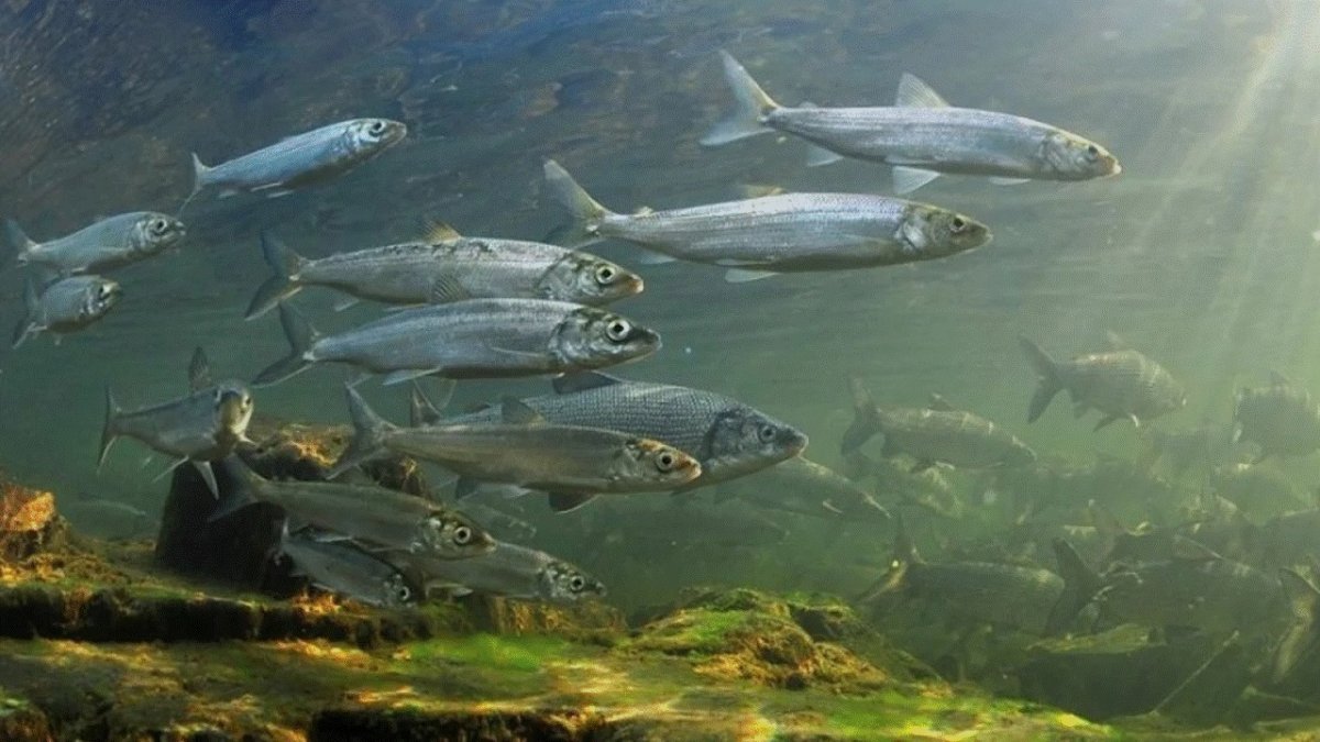 Окунь perca fluviatilis