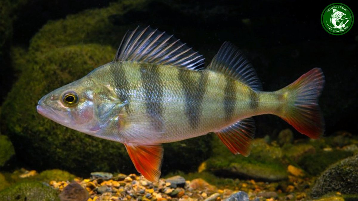 Озеро Байкал рыба омуль