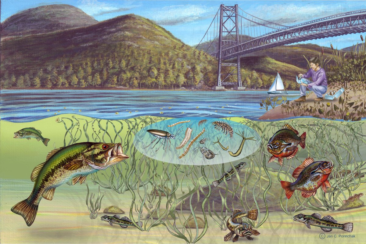 Озерная форель (Радужная, кумжа)