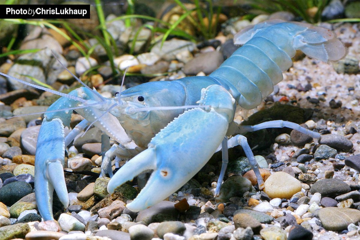 Выдра Речная охотится