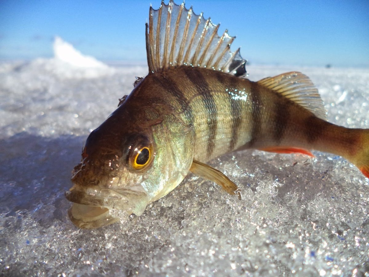 Астраханский заповедник рыбы
