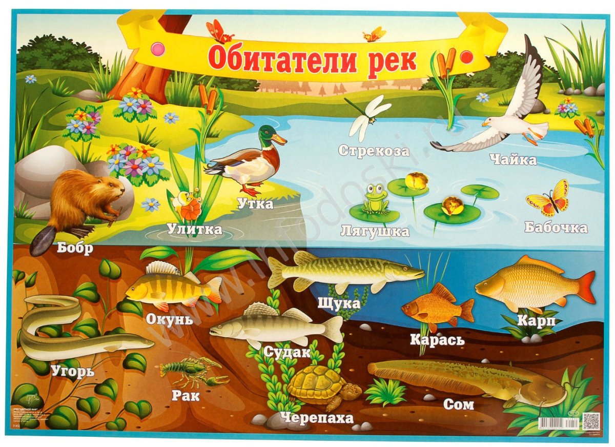 Земноводные Прудовая лягушка