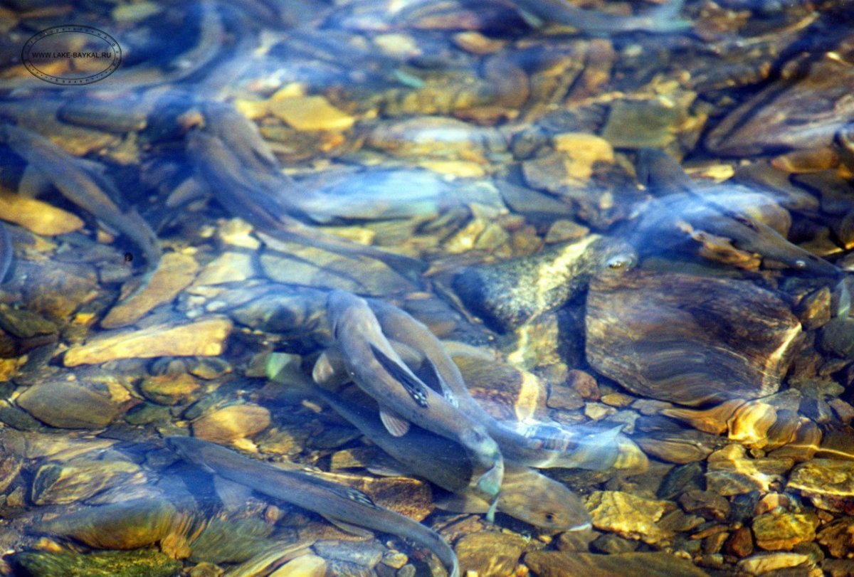 Подводный мир реки