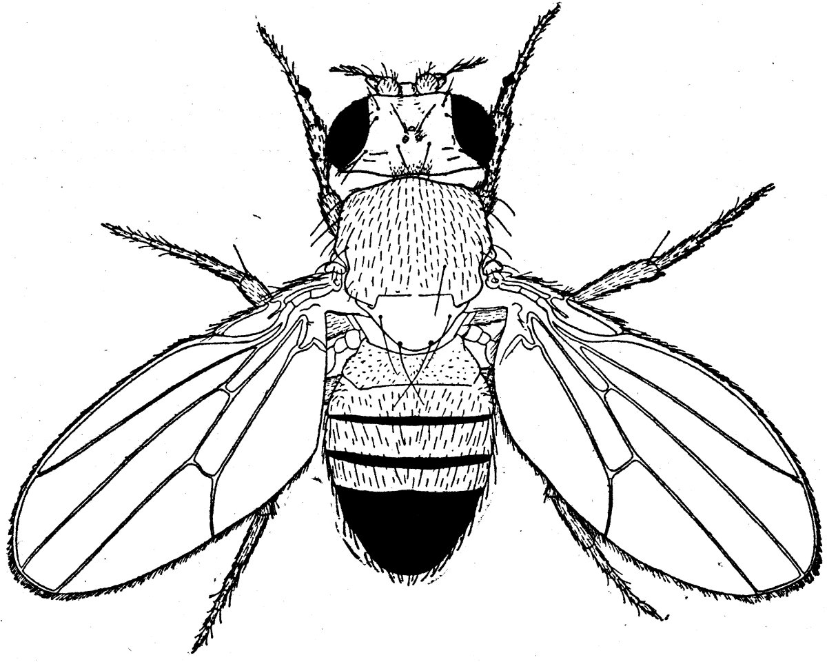 Мушка дрозофила строение
