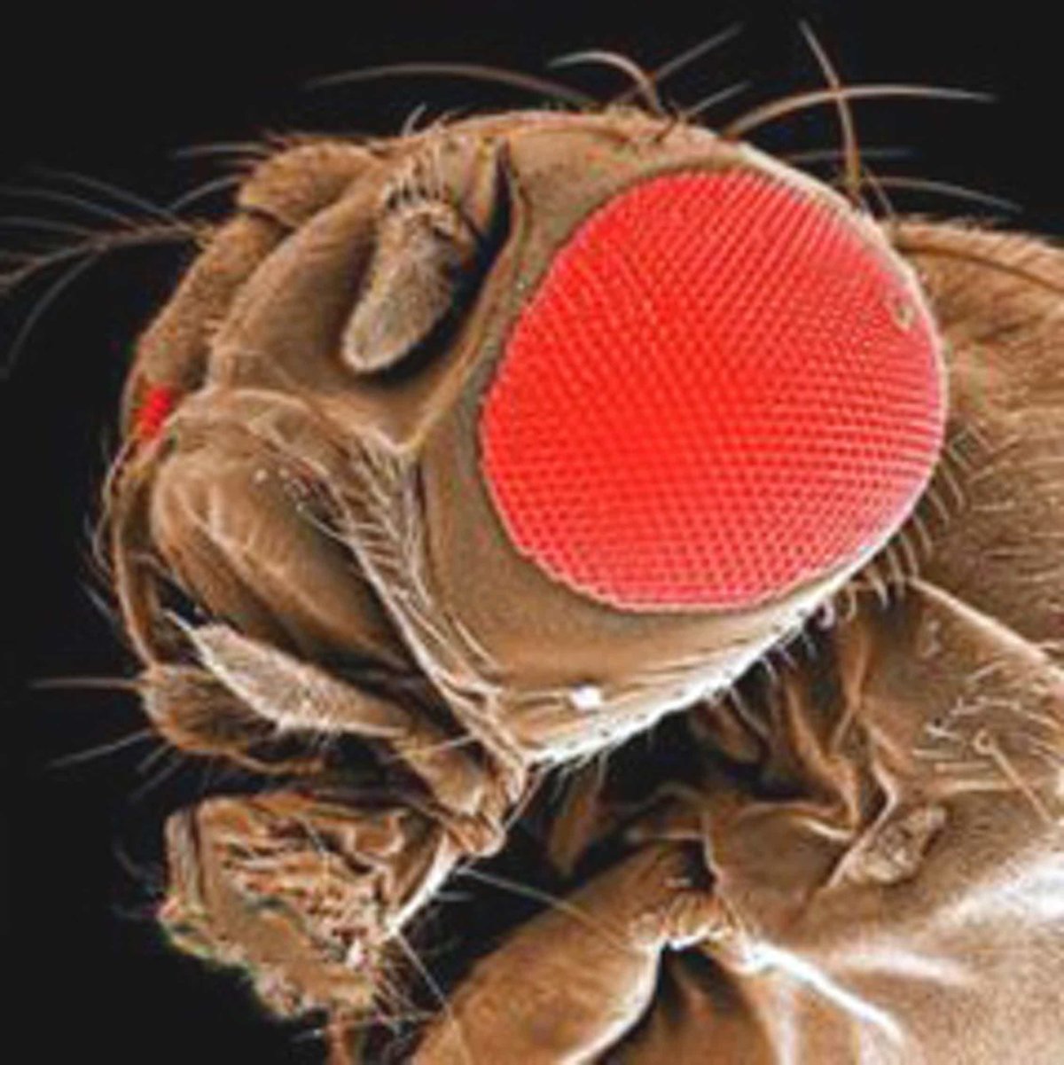 Муха дрозофила под микроскопом