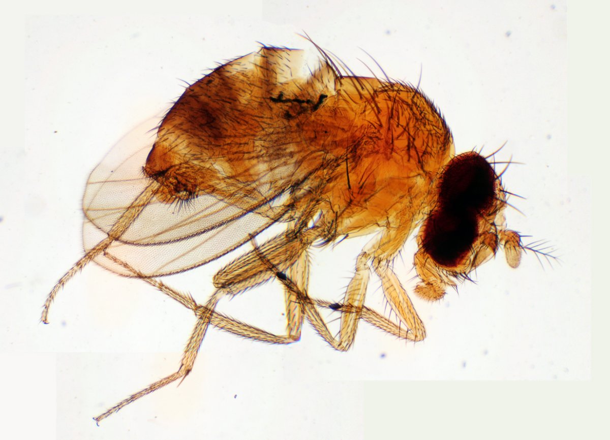 Бескрылая форма дрозофилы