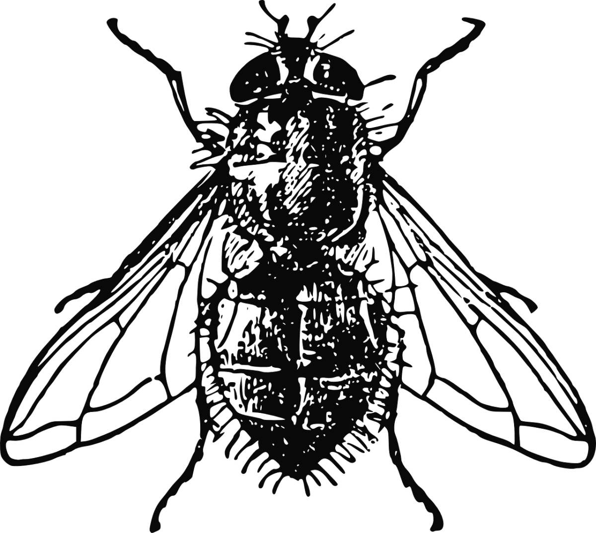 Муха на белом фоне