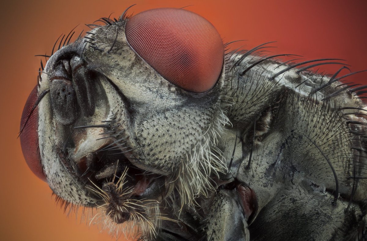 Мошка гнус под микроскопом