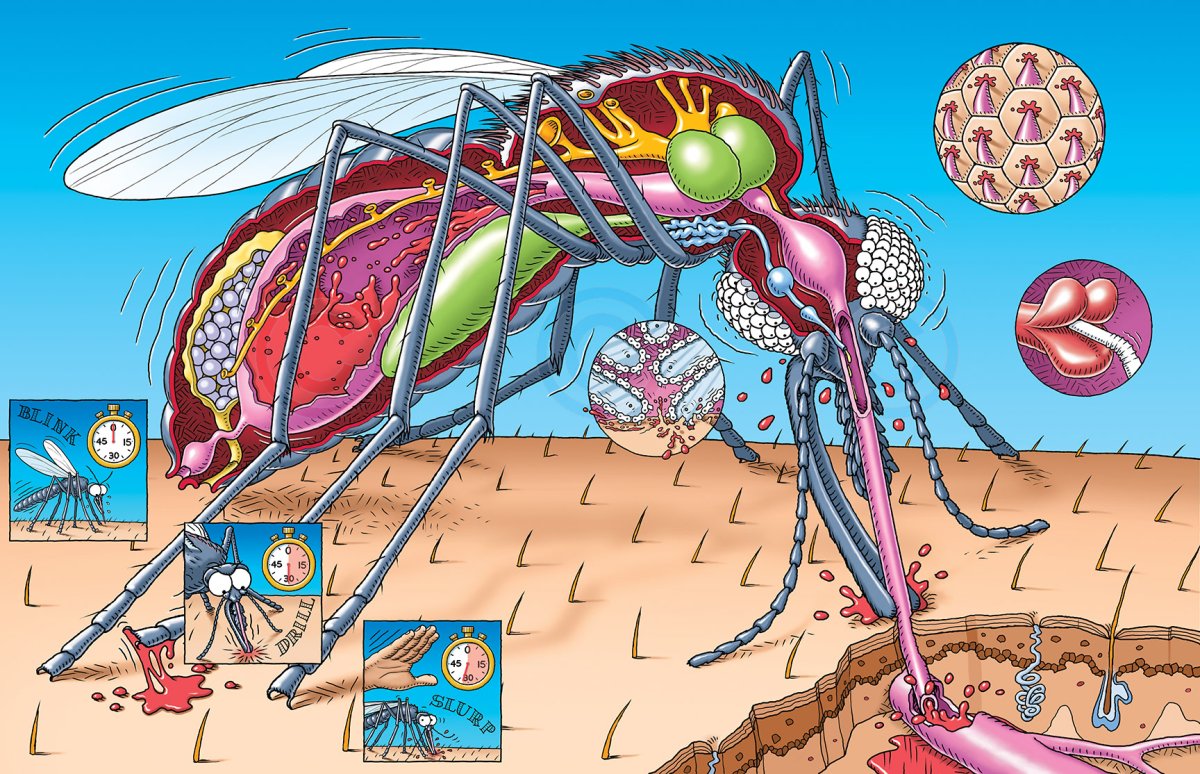 Укус комара под микроскопом