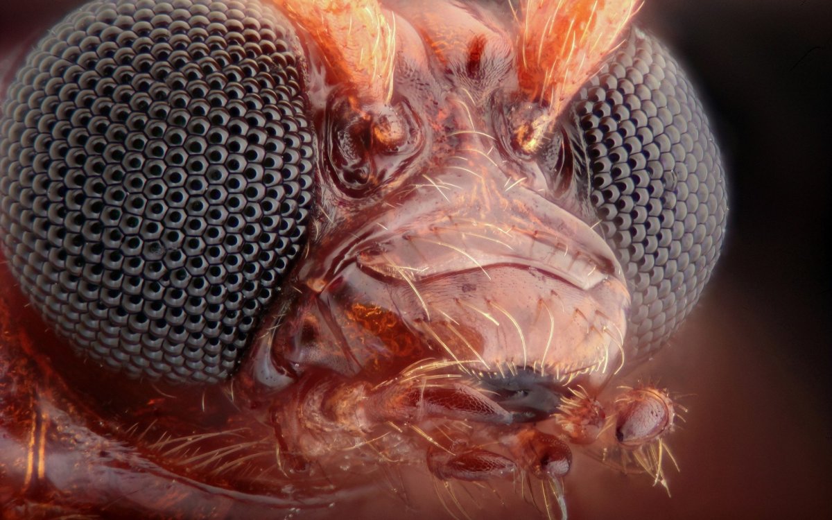 Фасеточные глаза мухи