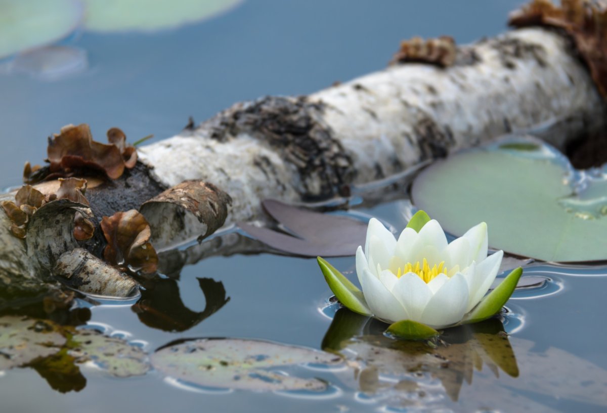 Ранняя Весна пейзаж