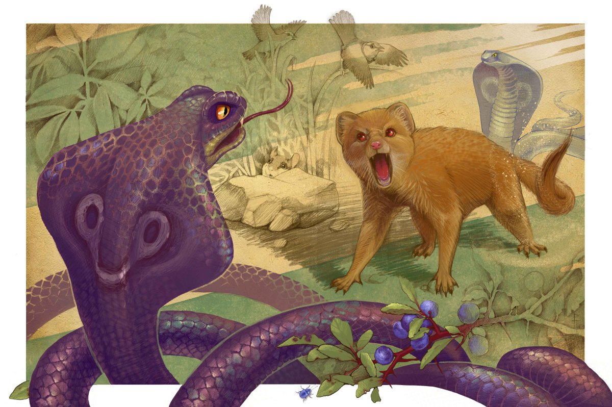 Мангусты Рикки Тикки Тави