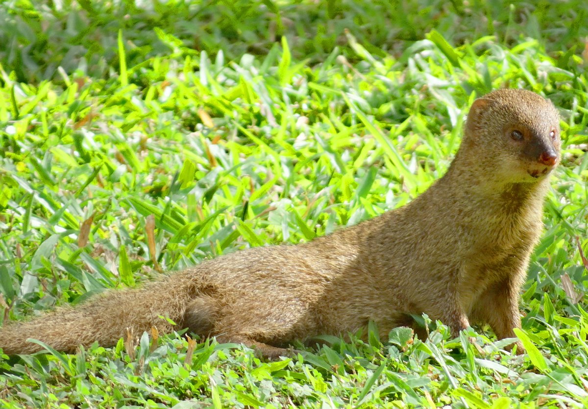 Рикки-Тикки-Тави: сказки