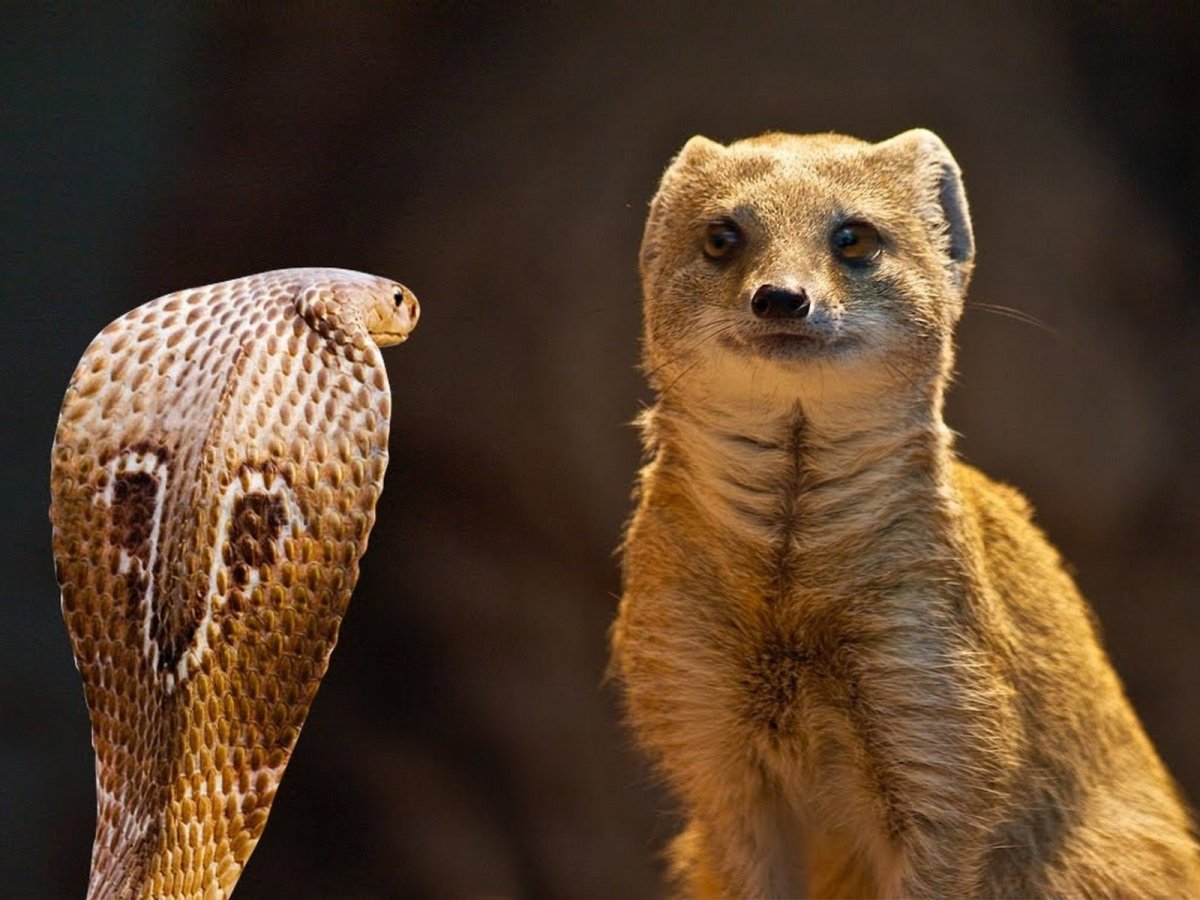 Житков Рикки Тикки Тави