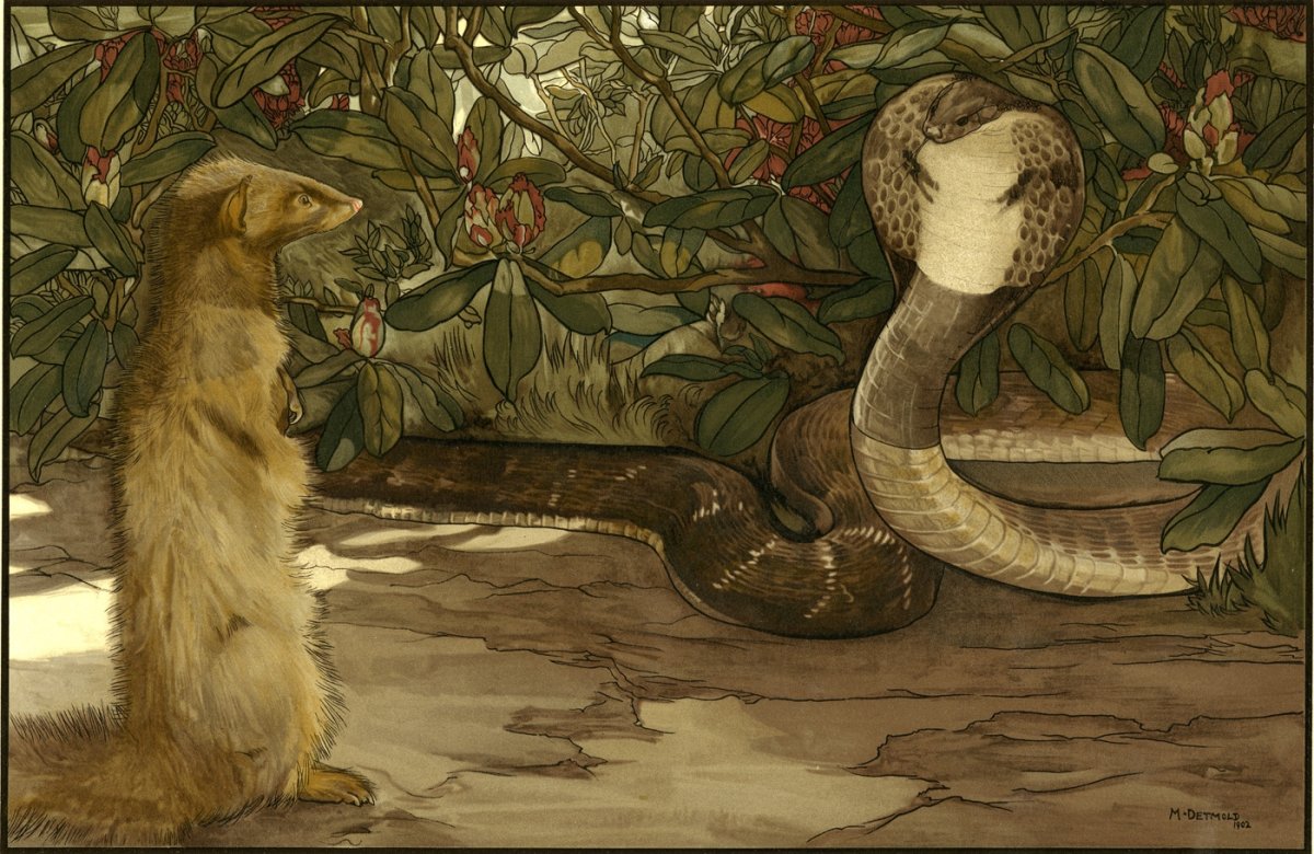 Раскраска Мангуст Рики Тики Тави