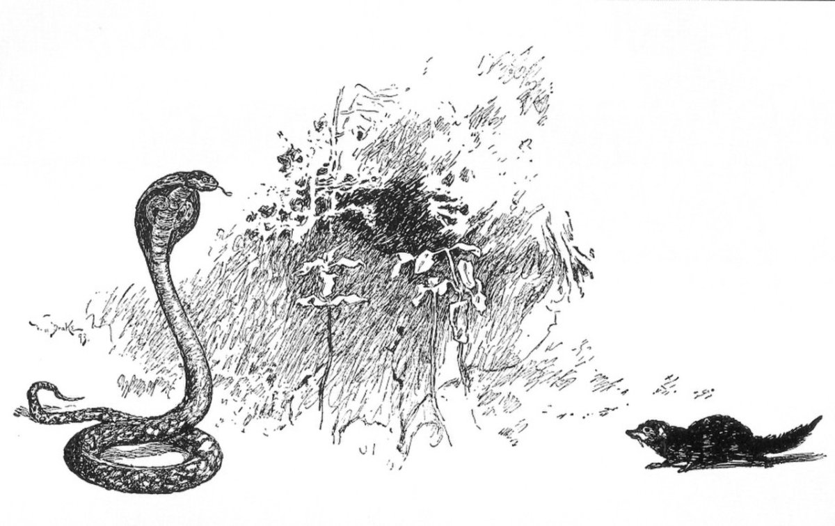 Королевская Кобра и Мангуст