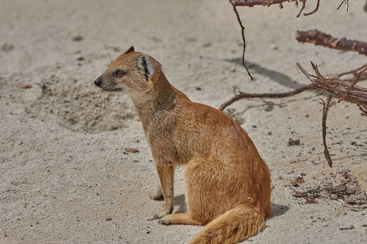 Рикки-Тикки-Тави: сказки