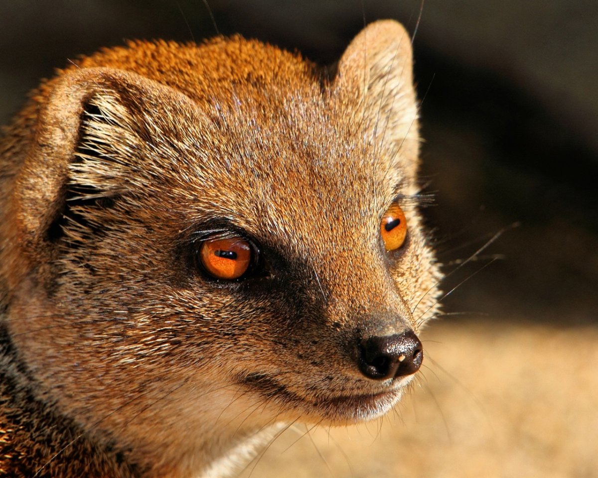 Мангуст против змеи