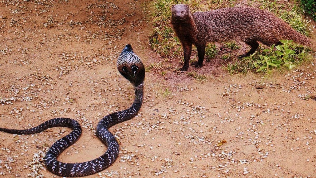 Мангуст Рикки Тикки Тави