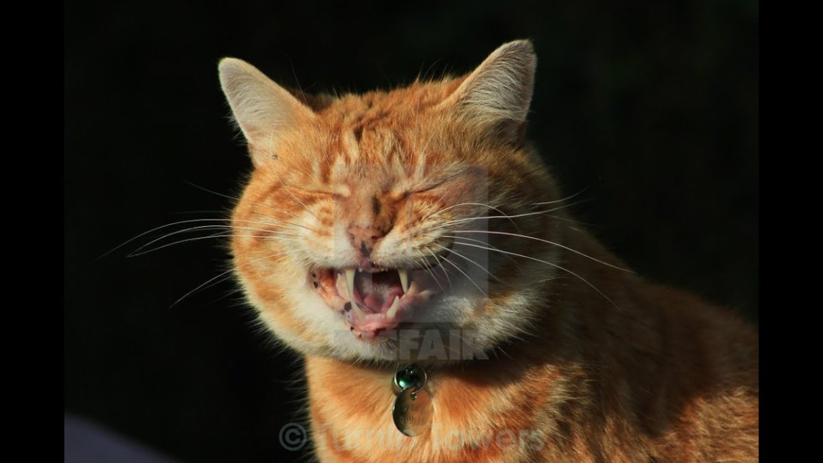 Губы шимпанзе