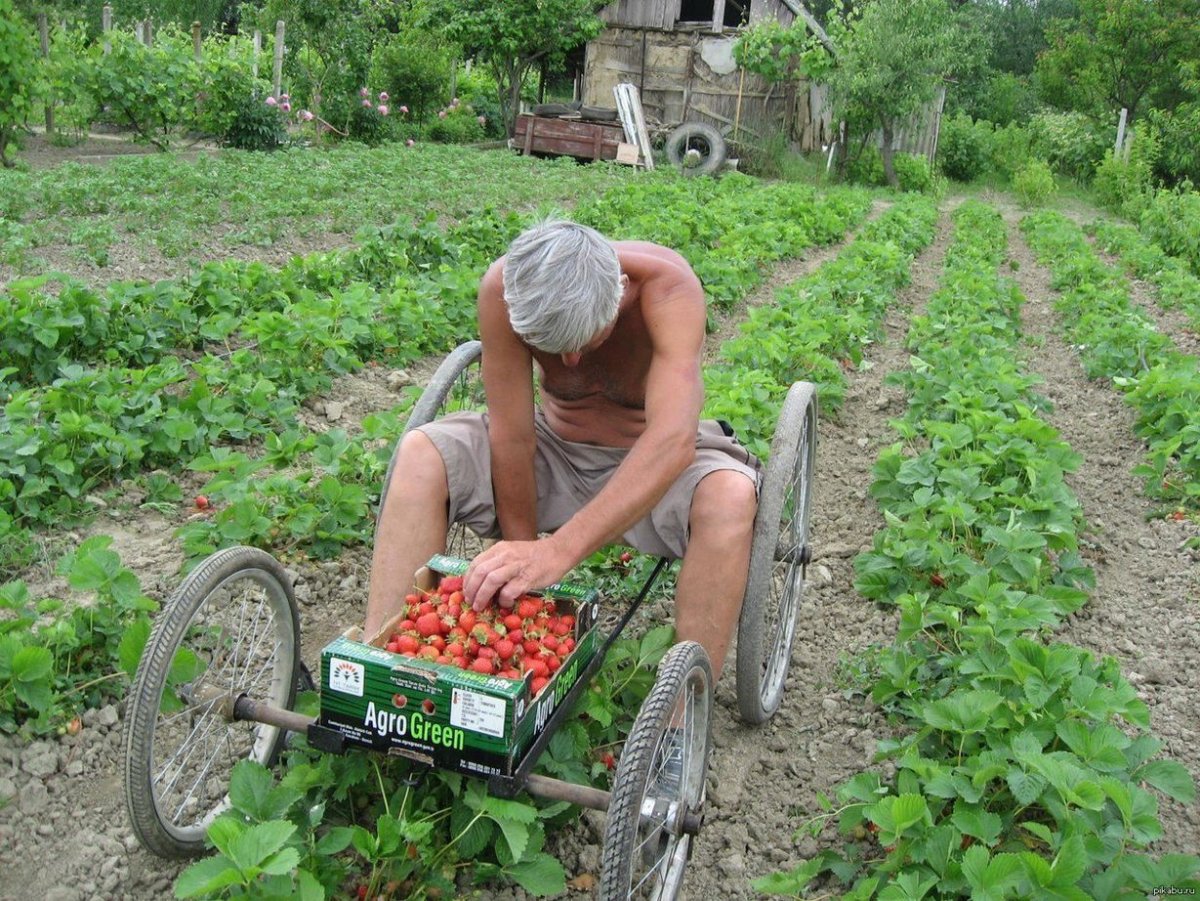 Тележка для сбора клубники