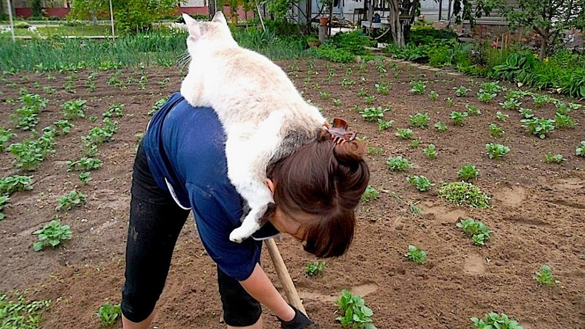 Грядки прикол