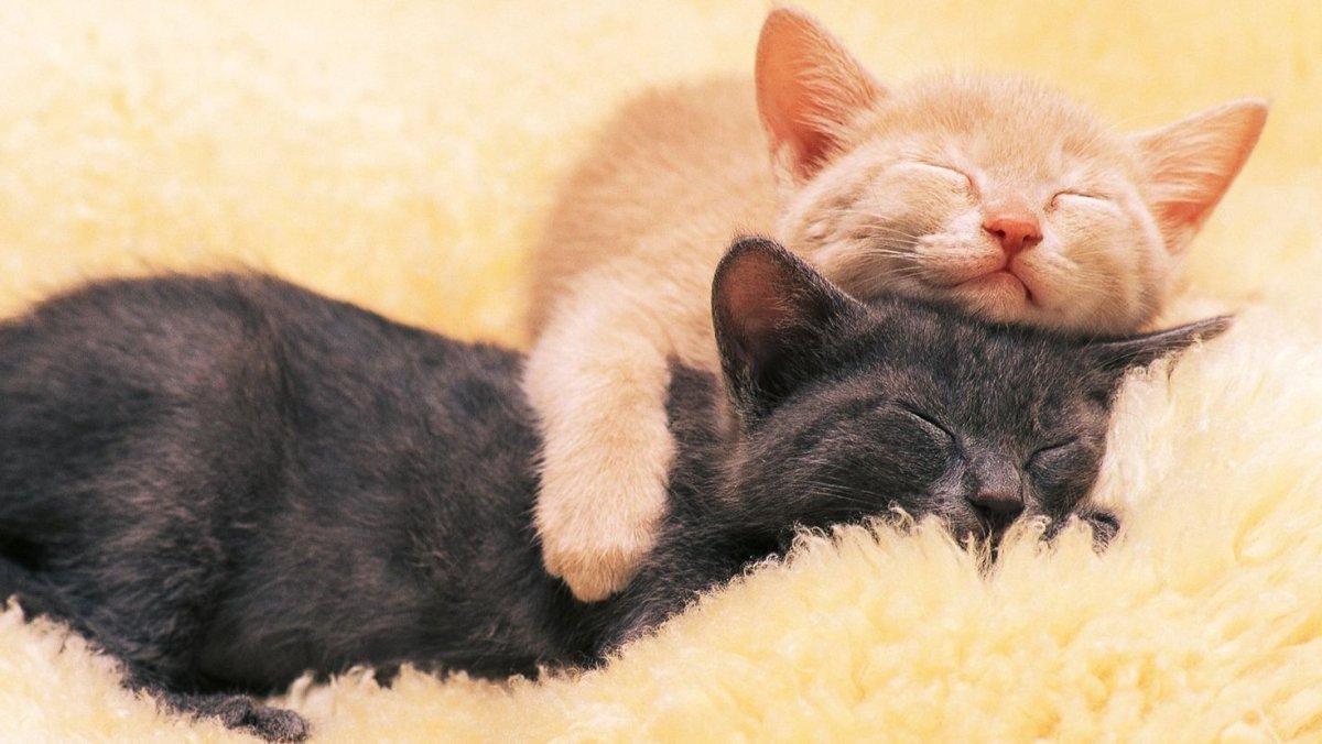 Котенок. Спокойной ночи!