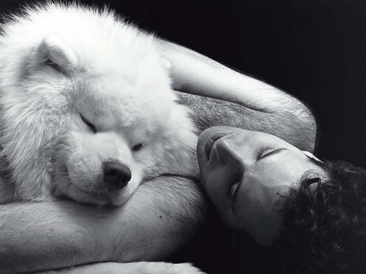 Влюбленные котики